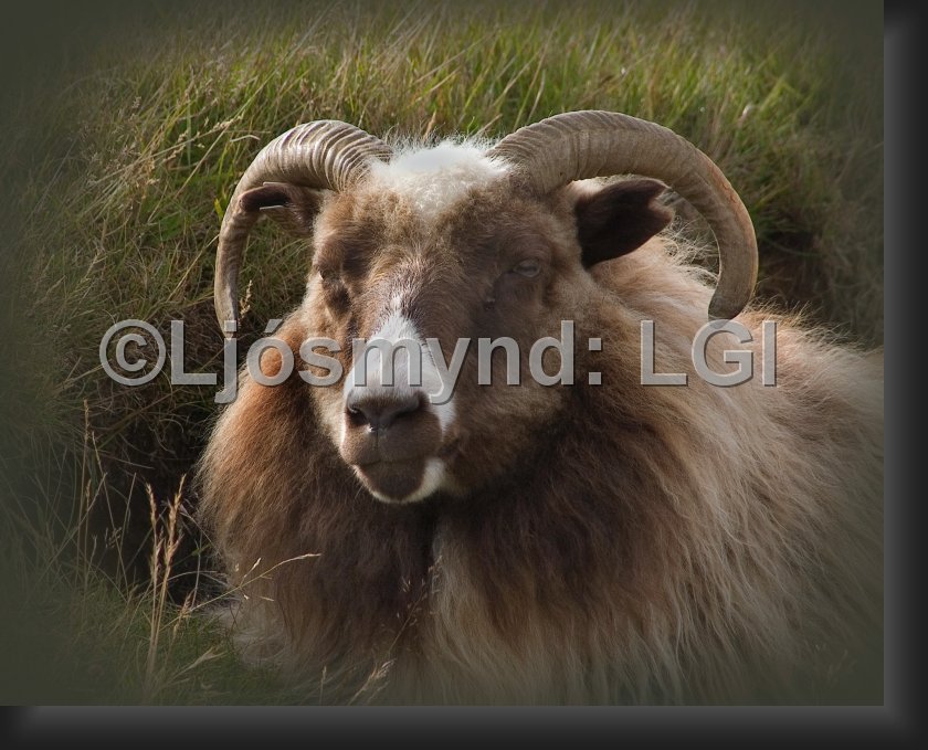 CRW_6000 Lambhrútur.jpg