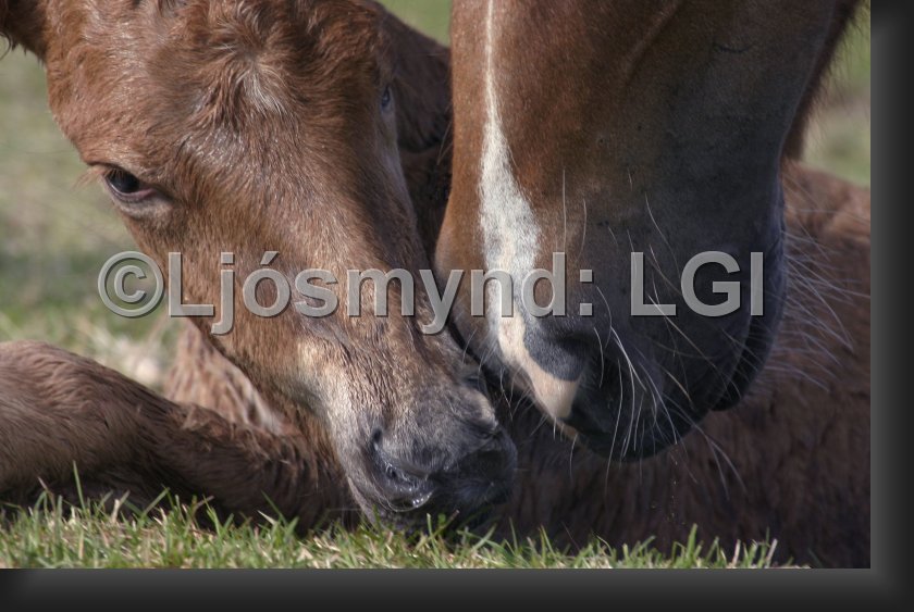 lgi0121.jpg